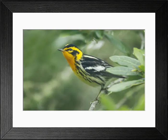 Framed Print : Picture No. 10892259 Framed Print : Picture No. 10892259
