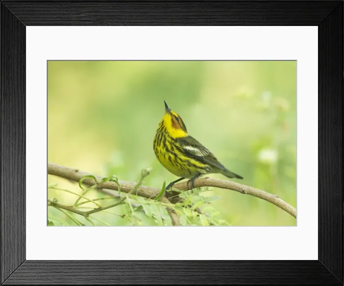 Framed Print : Picture No. 10892261 Framed Print : Picture No. 10892261
