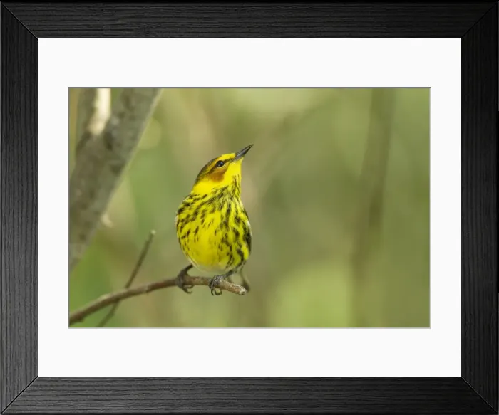 Framed Print : Picture No. 10892263 Framed Print : Picture No. 10892263