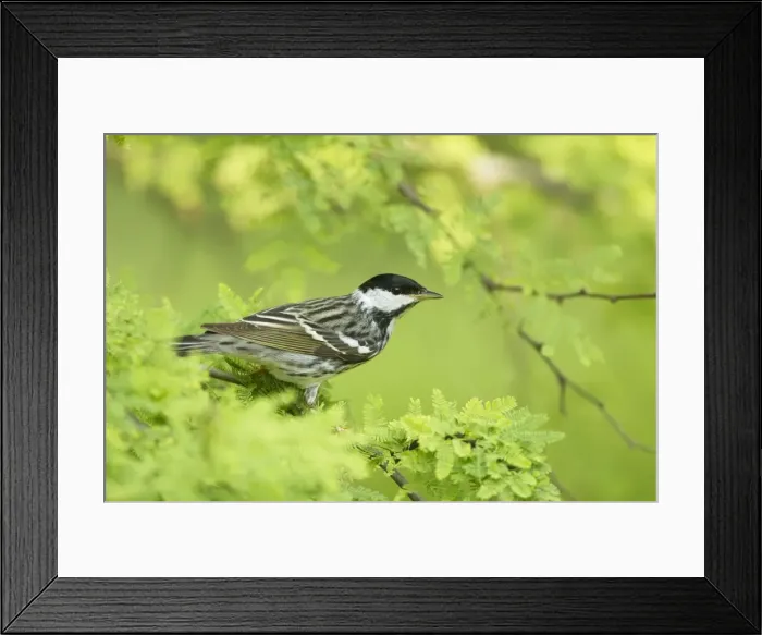 Framed Print : Picture No. 10892260 Framed Print : Picture No. 10892260