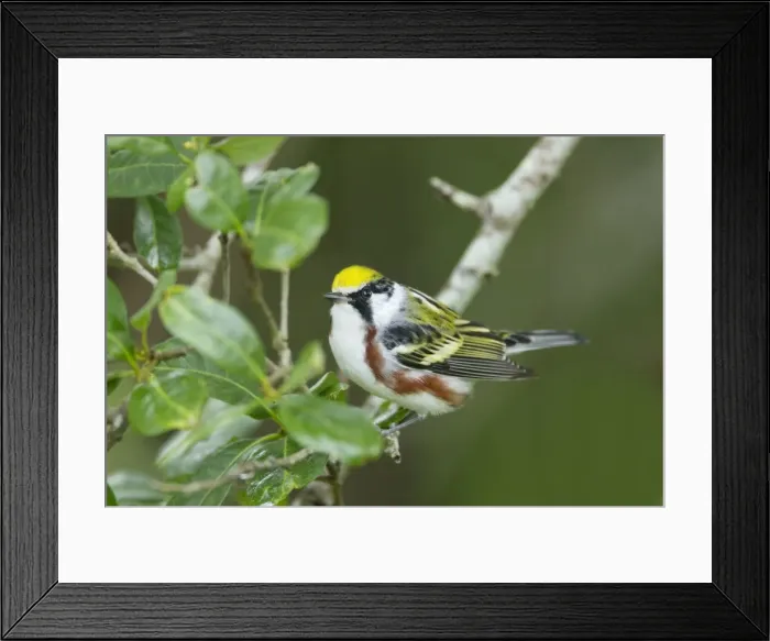 Framed Print : Picture No. 10892264 Framed Print : Picture No. 10892264