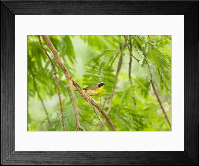 Framed Print : Picture No. 10892265 Framed Print : Picture No. 10892265