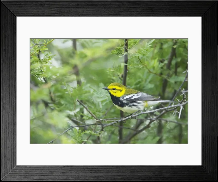 Framed Print : Picture No. 10892258 Framed Print : Picture No. 10892258