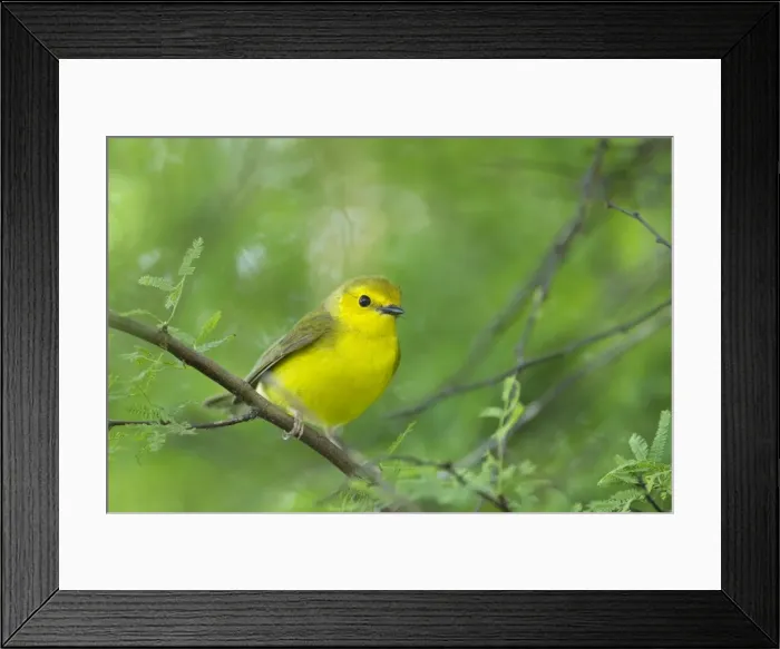 Framed Print : Picture No. 10892268 Framed Print : Picture No. 10892268