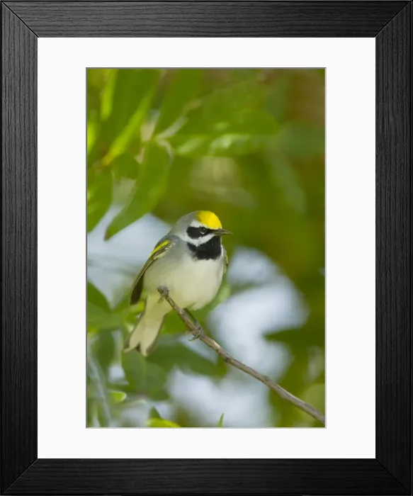 Framed Print : Picture No. 10892266 Framed Print : Picture No. 10892266