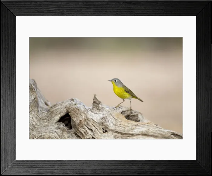 Framed Print : Picture No. 10892270 Framed Print : Picture No. 10892270