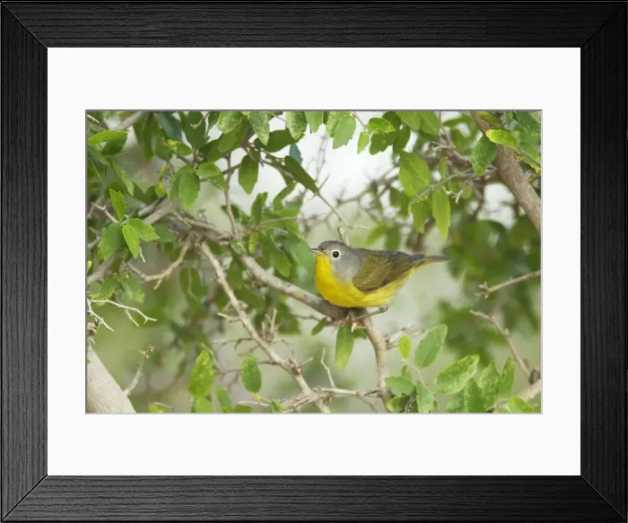 Framed Print : Picture No. 10892271 Framed Print : Picture No. 10892271