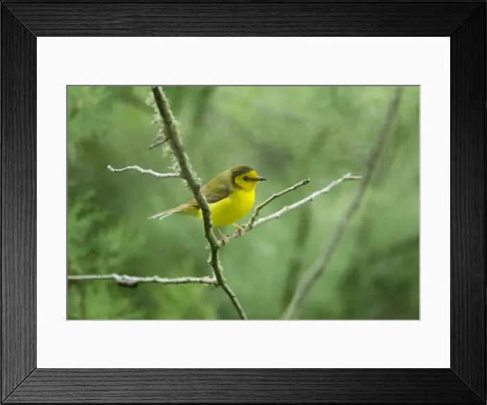 Framed Print : Picture No. 10892267 Framed Print : Picture No. 10892267
