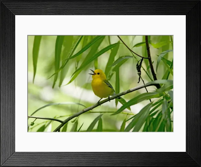 Framed Print : Picture No. 10892273 Framed Print : Picture No. 10892273