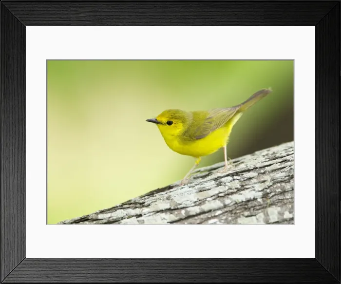 Framed Print : Picture No. 10892269 Framed Print : Picture No. 10892269