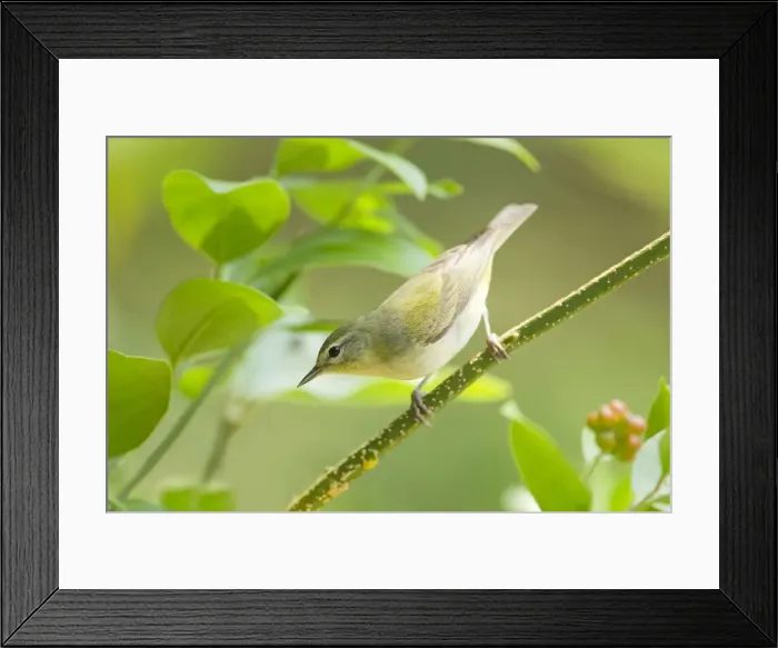 Framed Print : Picture No. 10892274 Framed Print : Picture No. 10892274