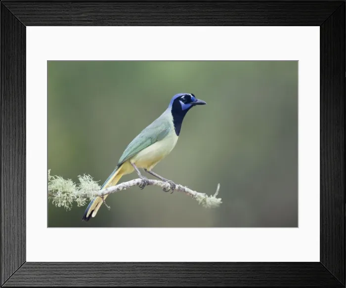 Framed Print : Picture No. 10892277 Framed Print : Picture No. 10892277