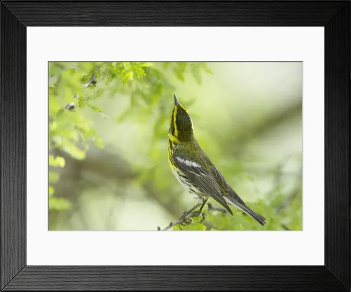 Framed Print : Picture No. 10892275 Framed Print : Picture No. 10892275