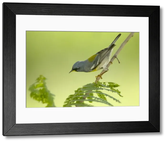 Framed Print : Picture No. 10892272 Framed Print : Picture No. 10892272