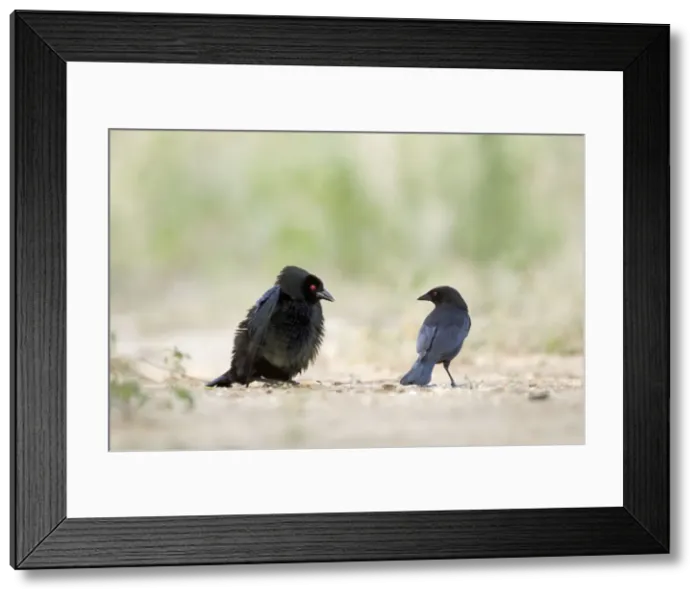 Framed Print : Picture No. 10892279 Framed Print : Picture No. 10892279