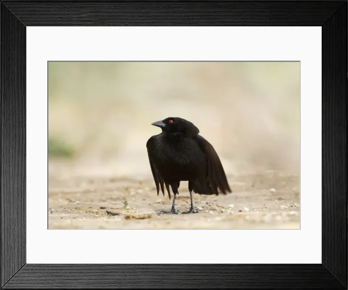 Framed Print : Picture No. 10892281 Framed Print : Picture No. 10892281