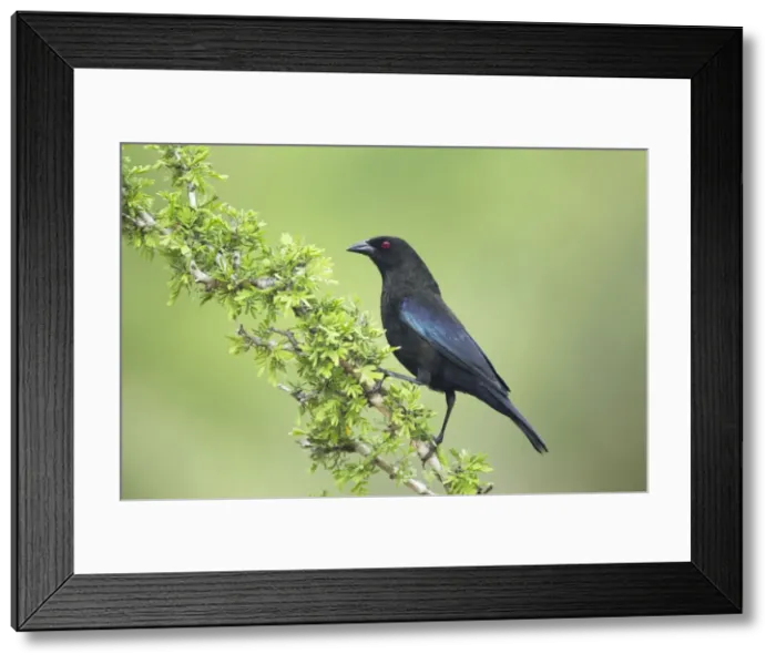 Framed Print : Picture No. 10892280 Framed Print : Picture No. 10892280