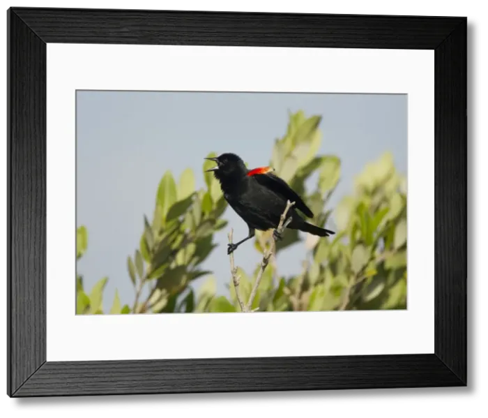 Framed Print : Picture No. 10892283 Framed Print : Picture No. 10892283