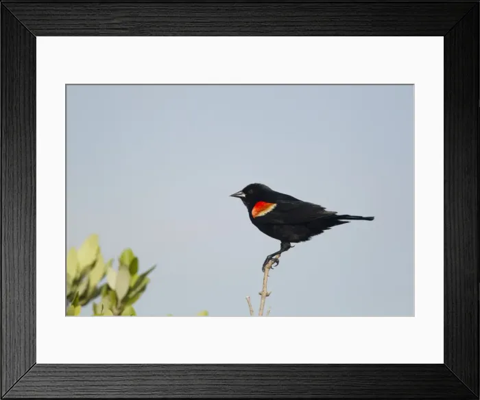 Framed Print : Picture No. 10892284 Framed Print : Picture No. 10892284