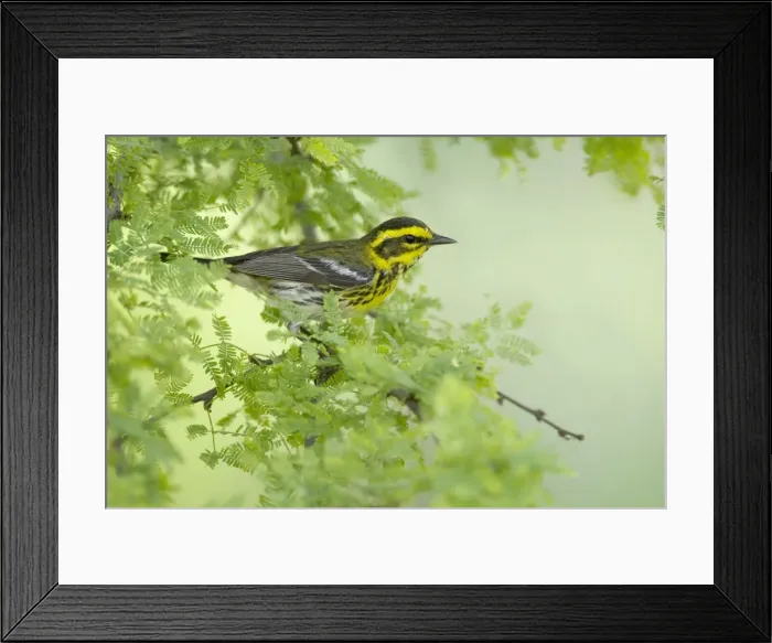 Framed Print : Picture No. 10892276 Framed Print : Picture No. 10892276