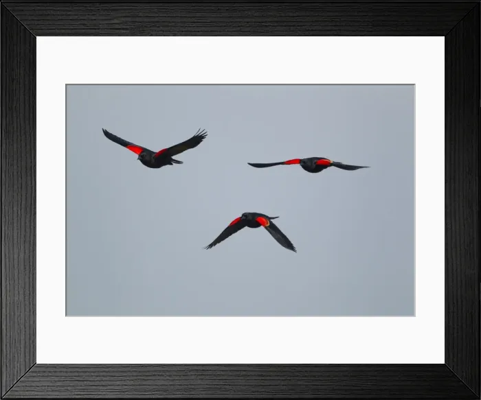 Framed Print : Picture No. 10892285 Framed Print : Picture No. 10892285
