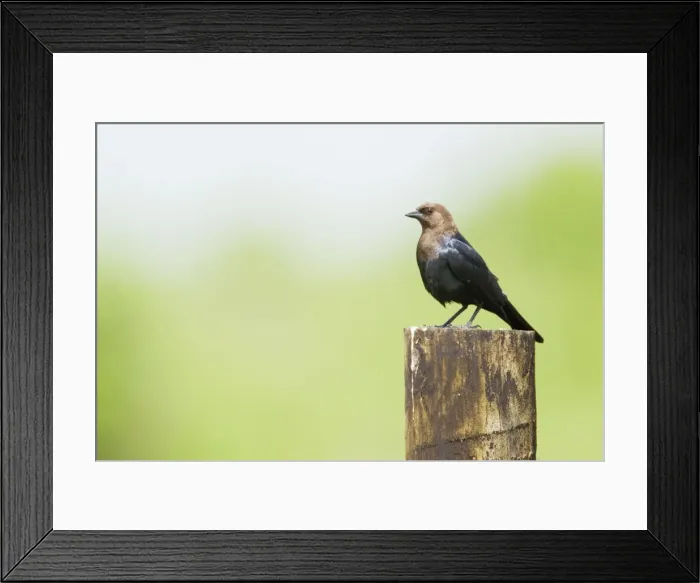 Framed Print : Picture No. 10892282