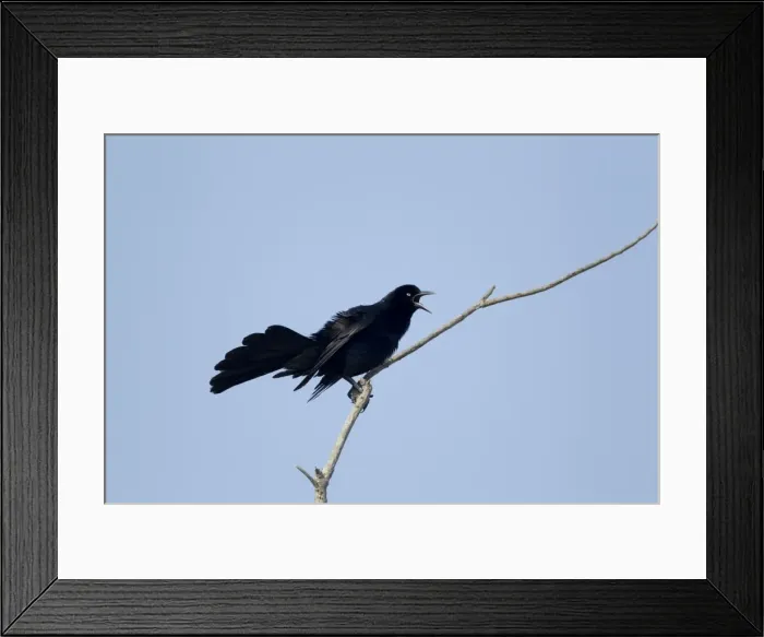 Framed Print : Picture No. 10892286 Framed Print : Picture No. 10892286