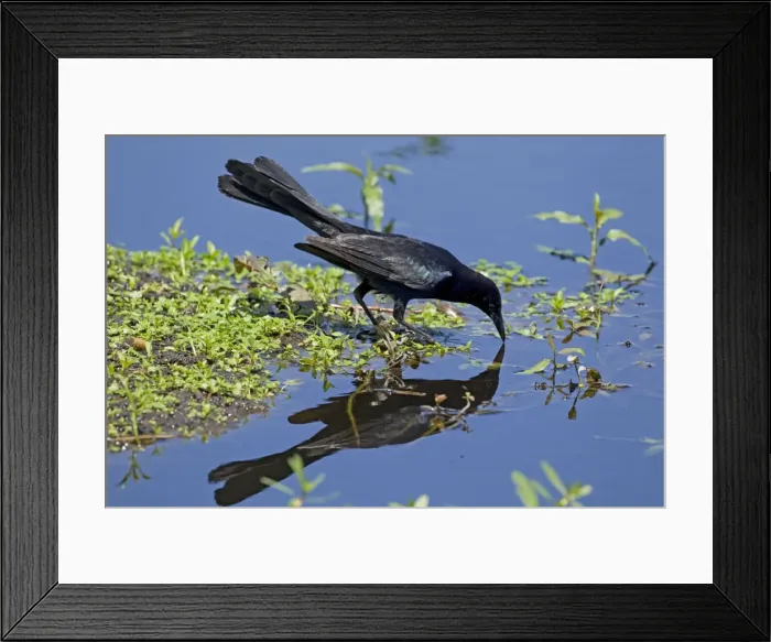 Framed Print : Picture No. 10892289 Framed Print : Picture No. 10892289