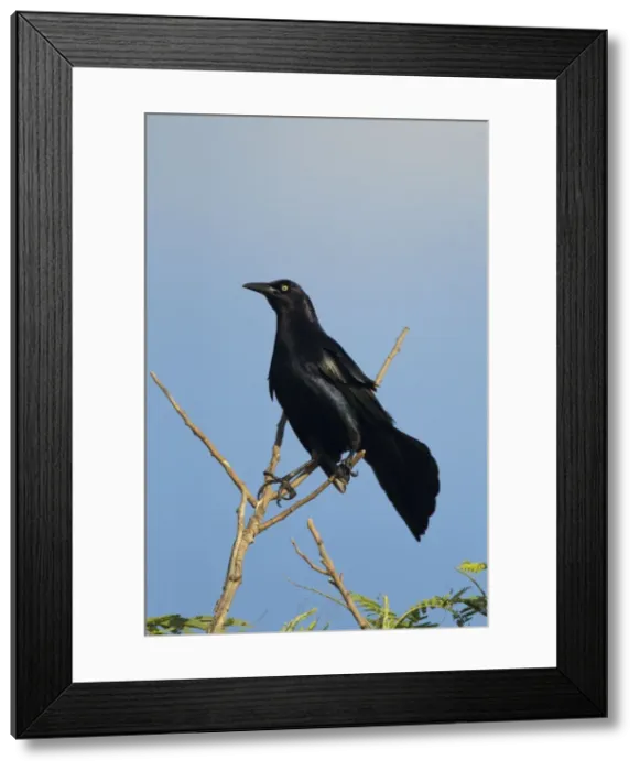 Framed Print : Picture No. 10892288