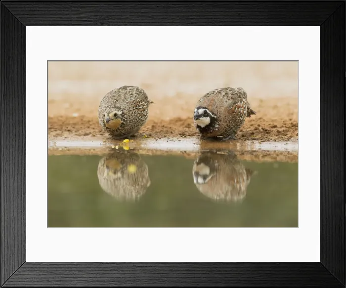 Framed Print : Picture No. 10892292 Framed Print : Picture No. 10892292