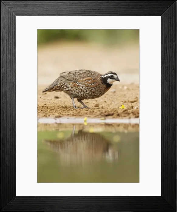 Framed Print : Picture No. 10892293 Framed Print : Picture No. 10892293