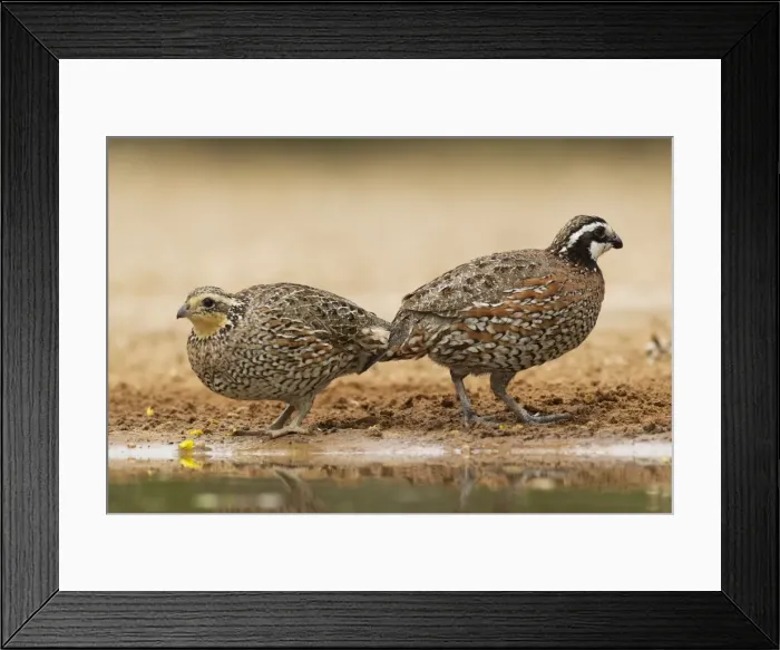 Framed Print : Picture No. 10892294 Framed Print : Picture No. 10892294