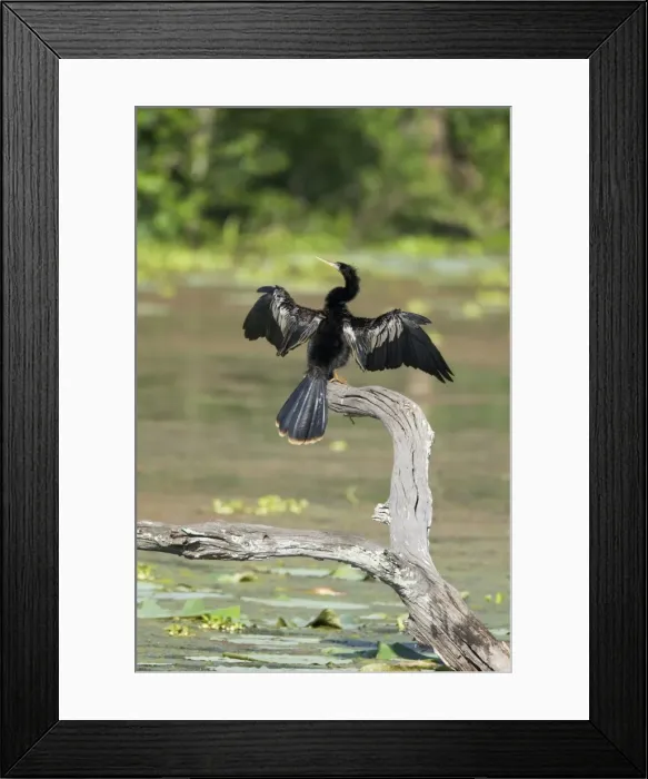 Framed Print : Picture No. 10892290 Framed Print : Picture No. 10892290