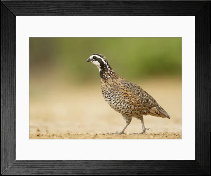 Framed Print : Picture No. 10892295 Framed Print : Picture No. 10892295