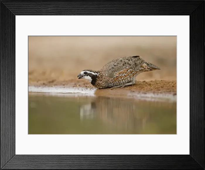 Framed Print : Picture No. 10892291 Framed Print : Picture No. 10892291