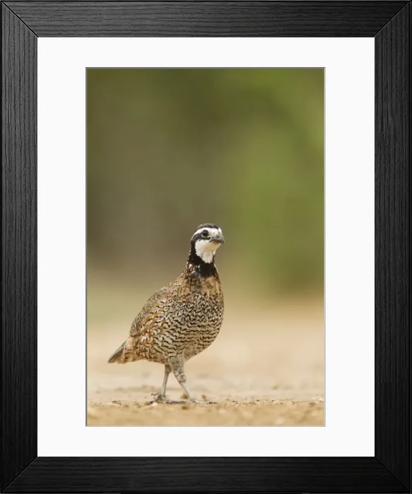 Framed Print : Picture No. 10892296 Framed Print : Picture No. 10892296