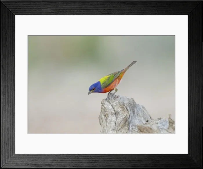 Framed Print : Picture No. 10892298 Framed Print : Picture No. 10892298