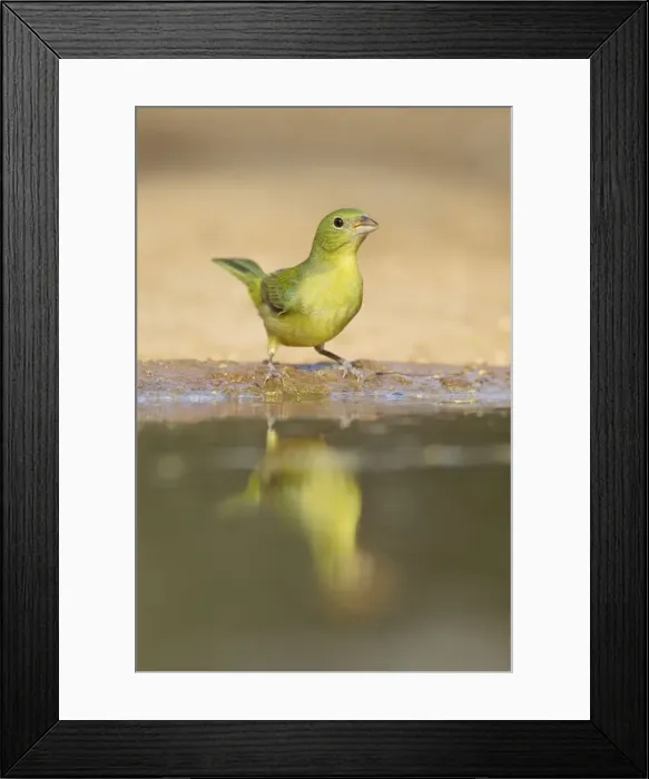 Framed Print : Picture No. 10892300 Framed Print : Picture No. 10892300
