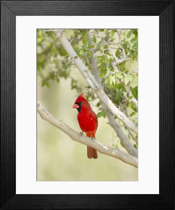Framed Print : Picture No. 10892301 Framed Print : Picture No. 10892301