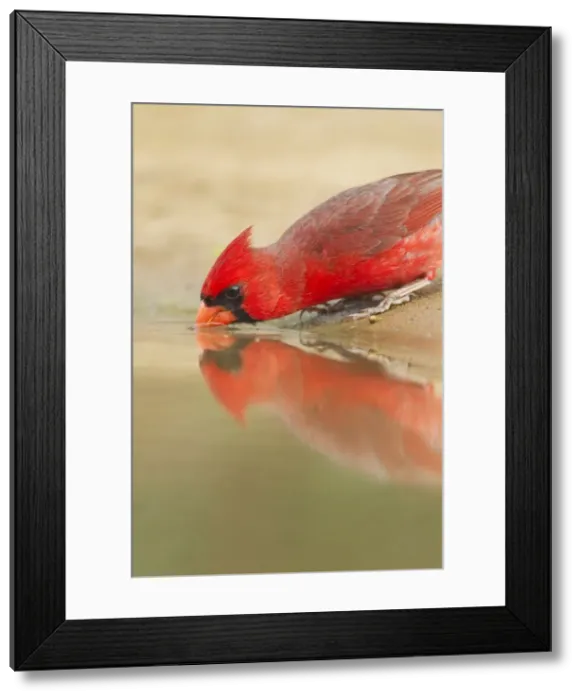 Framed Print : Picture No. 10892304 Framed Print : Picture No. 10892304