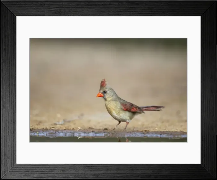 Framed Print : Picture No. 10892305 Framed Print : Picture No. 10892305