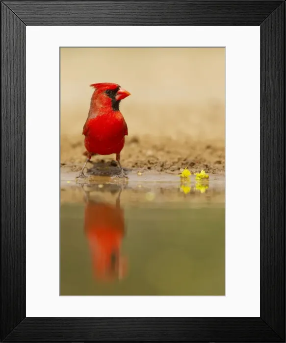 Framed Print : Picture No. 10892303 Framed Print : Picture No. 10892303
