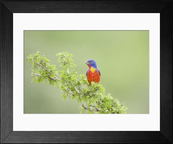 Framed Print : Picture No. 10892299 Framed Print : Picture No. 10892299