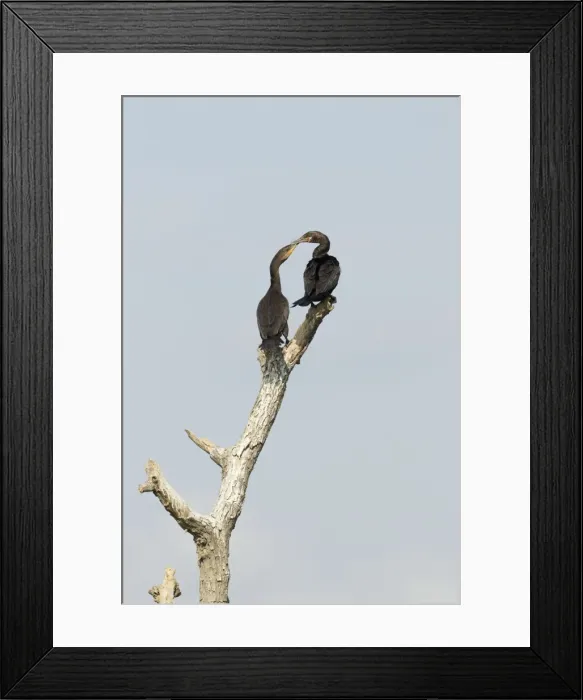 Framed Print : Picture No. 10892306 Framed Print : Picture No. 10892306