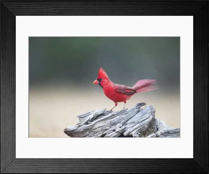Framed Print : Picture No. 10892302