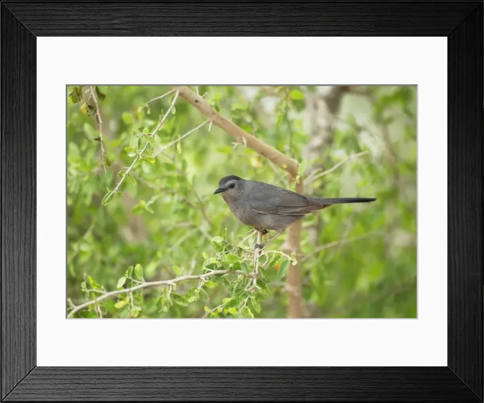 Framed Print : Picture No. 10892308 Framed Print : Picture No. 10892308