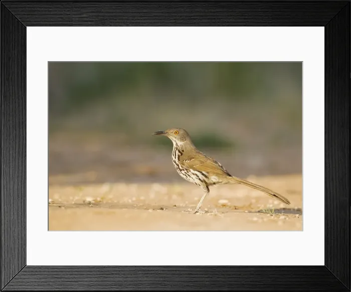Framed Print : Picture No. 10892310 Framed Print : Picture No. 10892310