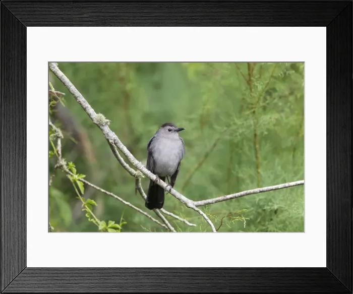 Framed Print : Picture No. 10892307 Framed Print : Picture No. 10892307