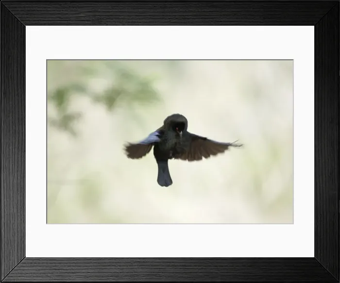 Framed Print : Picture No. 10892278 Framed Print : Picture No. 10892278