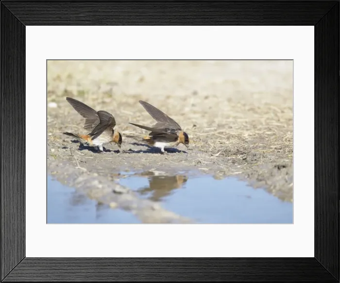 Framed Print : Picture No. 10892313 Framed Print : Picture No. 10892313